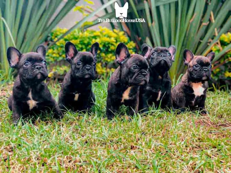 French-Bulldog-Black-color-frenchie-thebulldoghouseusa