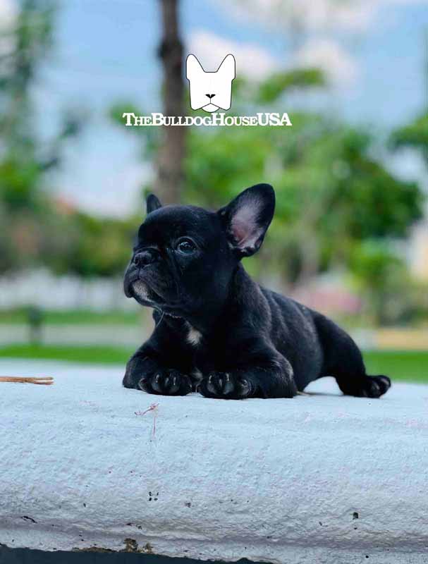 French-Bulldog-Black-color-frenchie-thebulldoghouseusa-akc-dog