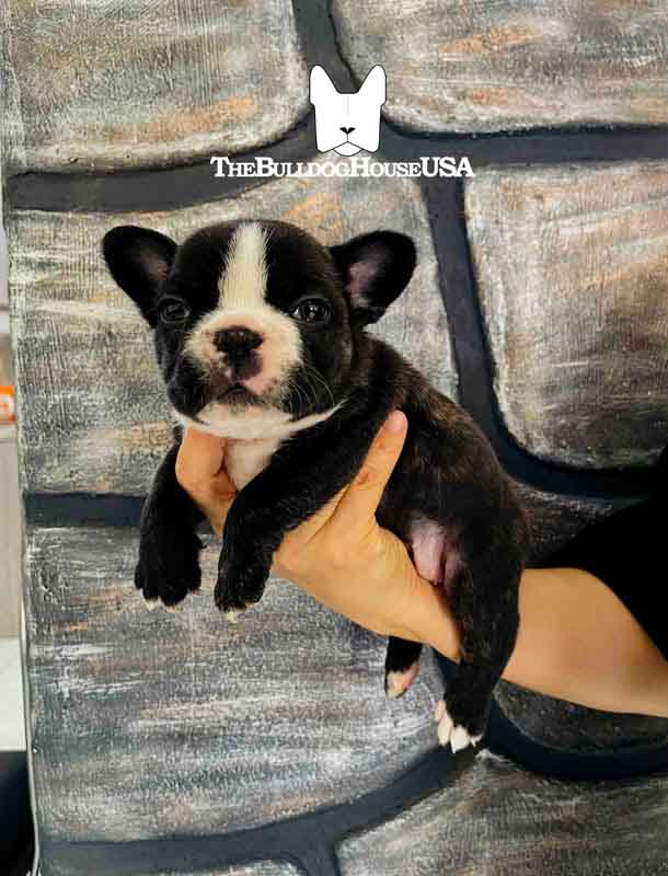 French-Bulldog-Black-color-frenchie-thebulldoghouseusa-akc-frenchie