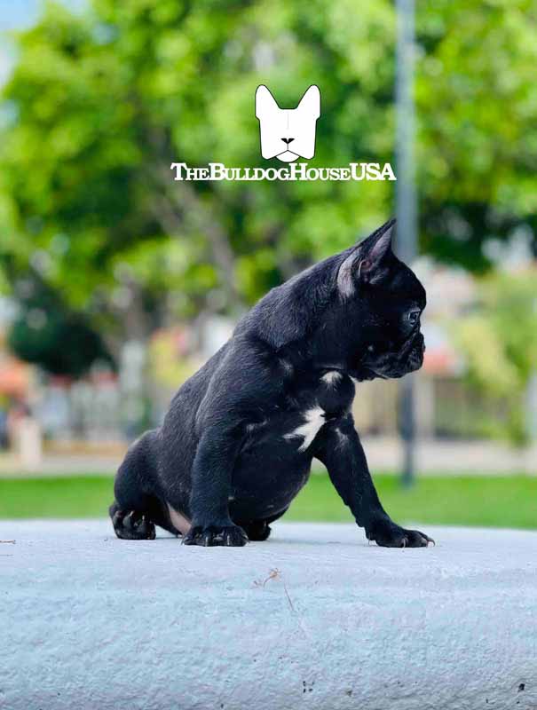 French-Bulldog-Black-color-frenchie-thebulldoghouseusa-akc-pet