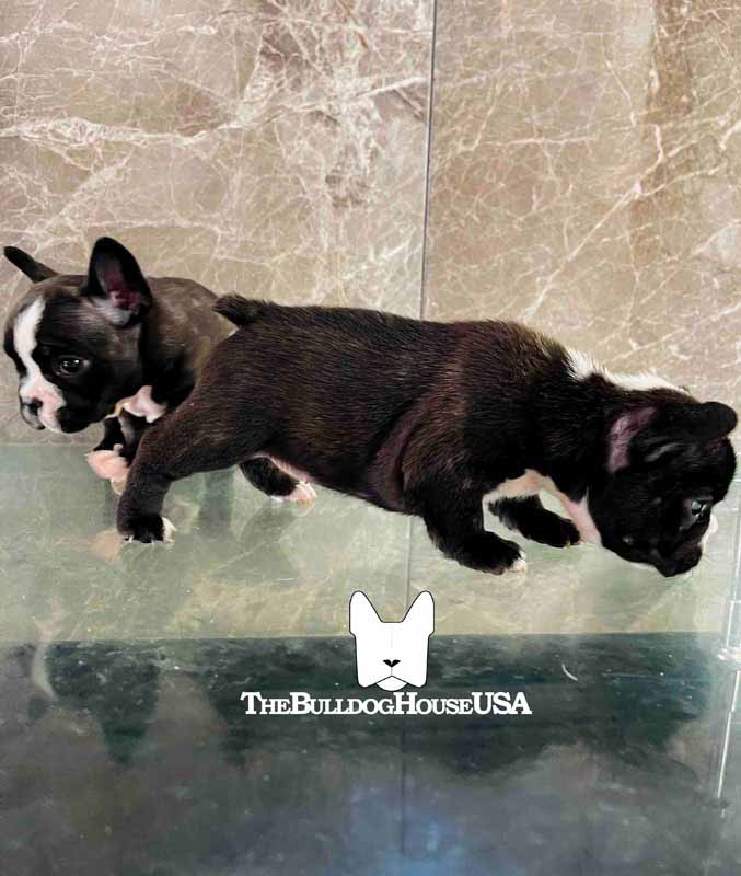 French-Bulldog-Black-color-frenchie-thebulldoghouseusa-akc-petco