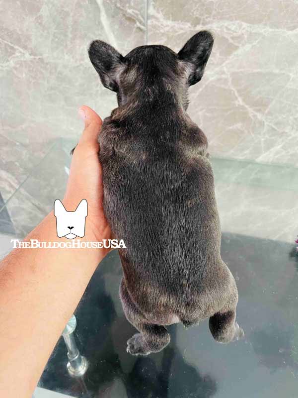 French-Bulldog-Black-color-frenchie-thebulldoghouseusa-akc-pets