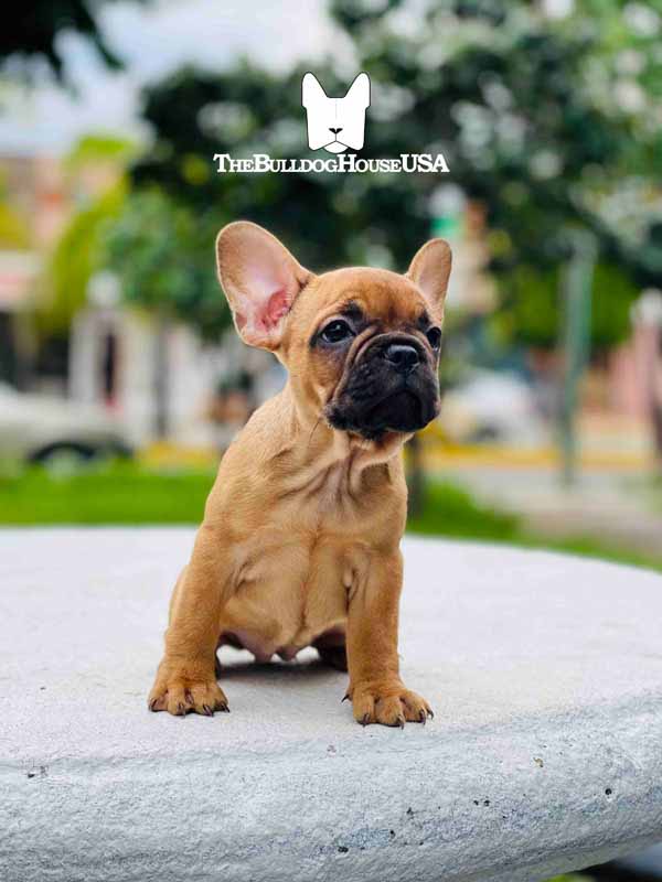 French-Bulldog-Fawn-color-thebulldoghouseusa-akc-