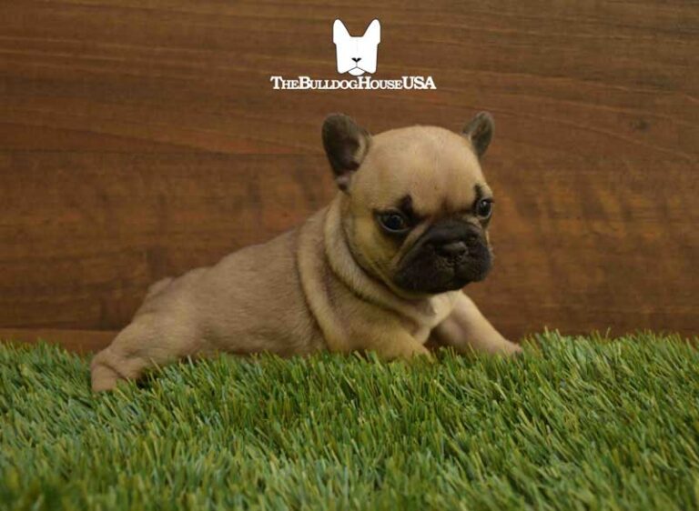 French-Bulldog-Fawn-color-thebulldoghouseusa-akc