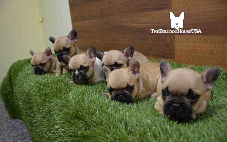 French-Bulldog-Fawn-color-thebulldoghouseusa-akc-dog