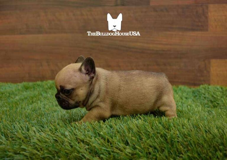 French-Bulldog-Fawn-color-thebulldoghouseusa-akc-dogs