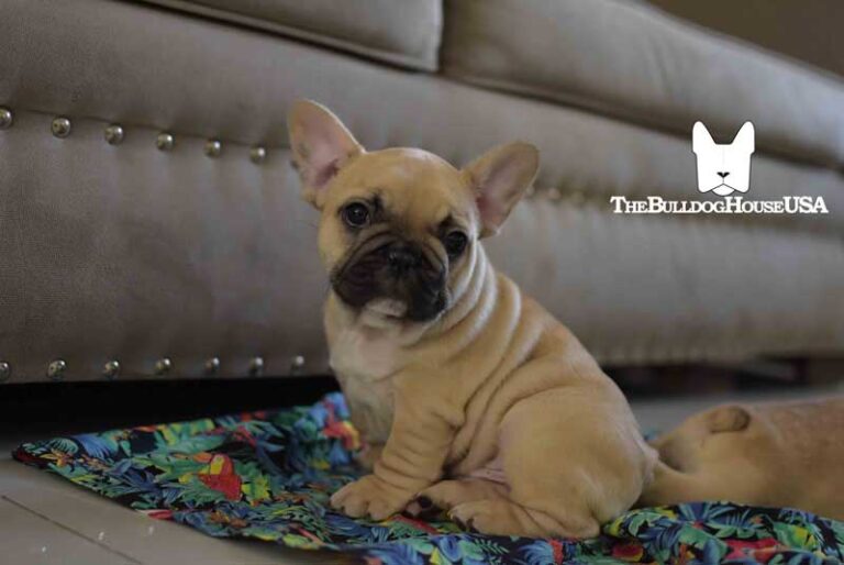 French-Bulldog-Fawn-color-thebulldoghouseusa-akc-pet