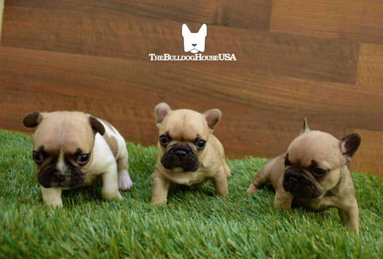 French-Bulldog-Fawn-color-thebulldoghouseusa-akc-petco