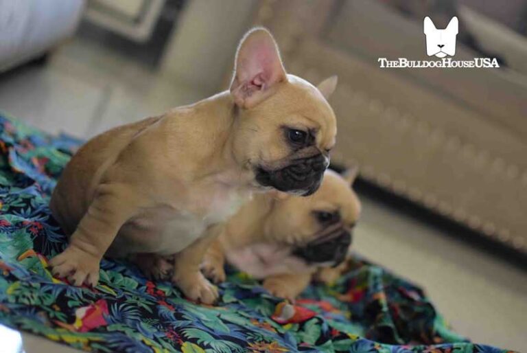 French-Bulldog-Fawn-color-thebulldoghouseusa-akc-pets