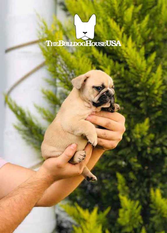 French-Bulldog-Fawn-color-thebulldoghouseusa-akc-puppies