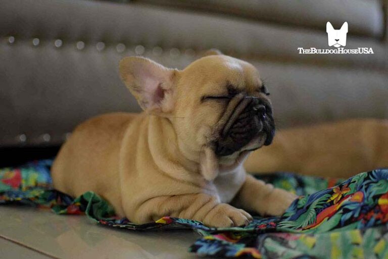 French-Bulldog-Fawn-color-thebulldoghouseusa-akc-puppy-california-puppies