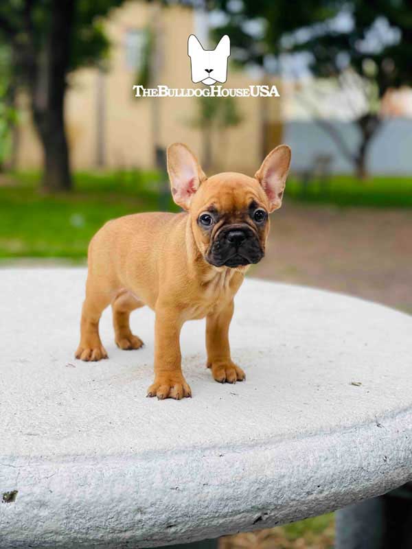 French-Bulldog-Fawn-color-thebulldoghouseusa-akc-puppy