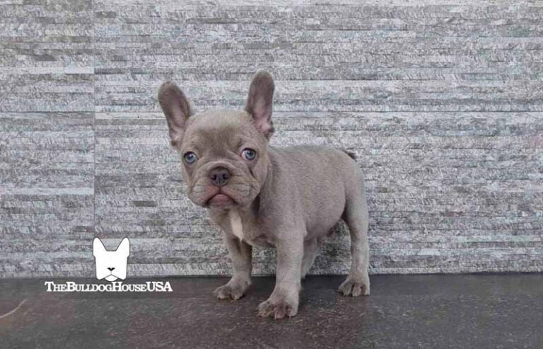 French-Bulldog-Lilac-color-thebulldoghouseusa-usa-dogs-frenchies-akc