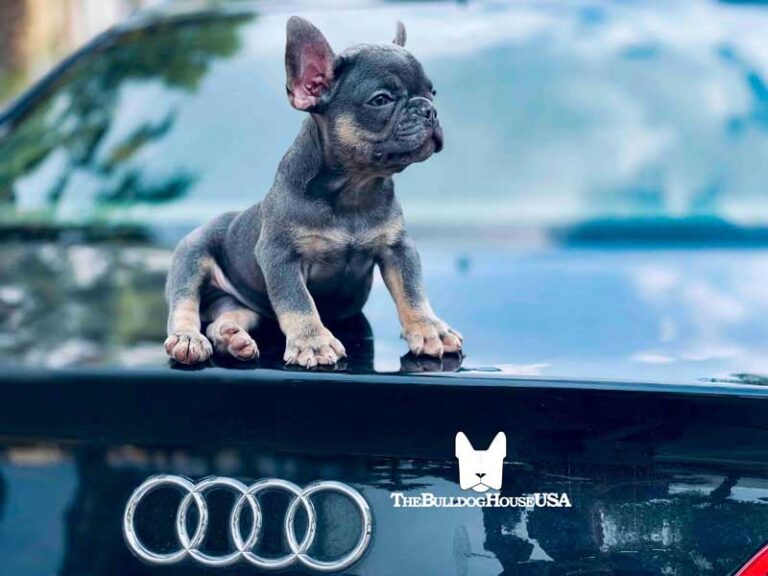 French-Bulldog-Lilac-color-thebulldoghouseusa-usa-dogs-frenchies-akc-audi-pet