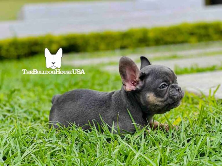 French-Bulldog-Lilac-color-thebulldoghouseusa-usa-dogs-frenchies-akc-audi-petco