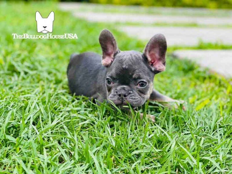 French-Bulldog-Lilac-color-thebulldoghouseusa-usa-dogs-frenchies-akc-audi-pets