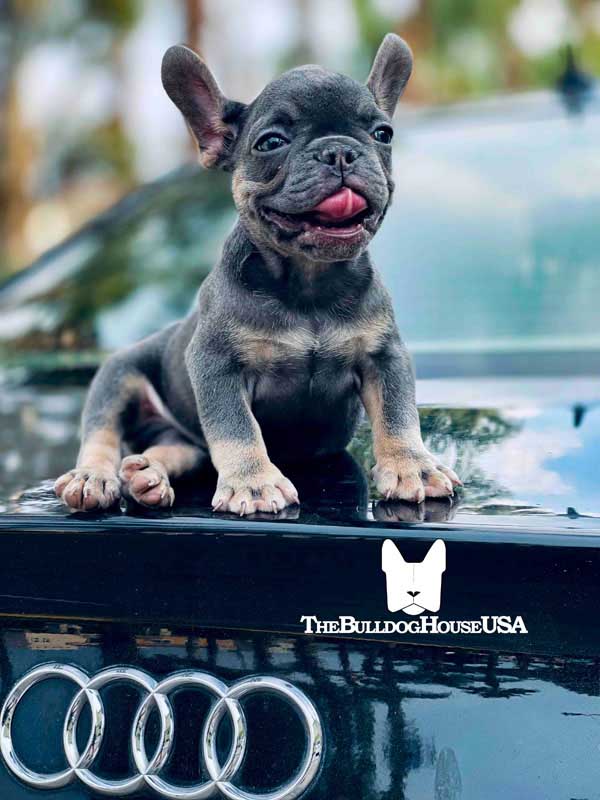 French-Bulldog-Lilac-color-thebulldoghouseusa-usa-dogs-frenchies-akc-exoticcars-exoticpets