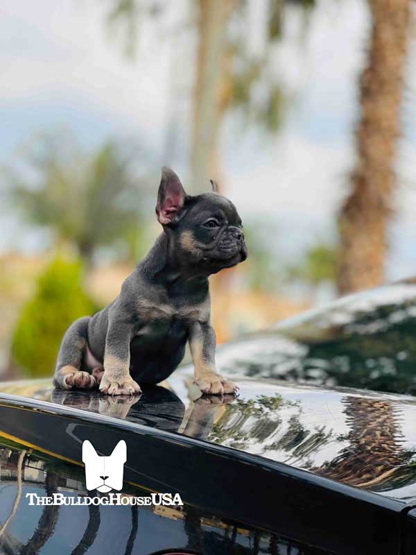 French-Bulldog-Lilac-color-thebulldoghouseusa-usa-dogs-frenchies-akc-register-