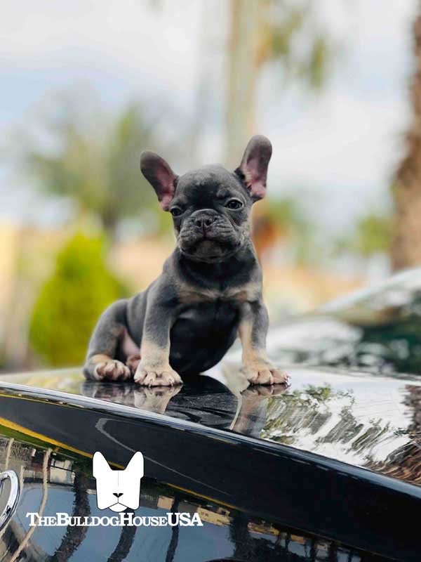 French-Bulldog-Lilac-color-thebulldoghouseusa-usa-dogs-frenchies-akc-register