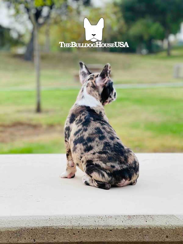 French-Bulldog-Merle-color-frenchie-thebulldoghouseusa-usa-akc-dog