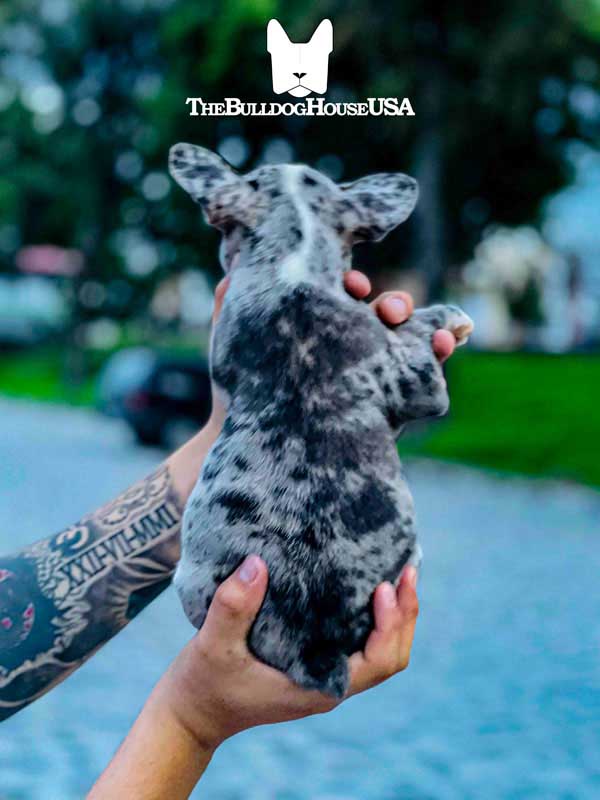 French-Bulldog-Merle-color-frenchie-thebulldoghouseusa-usa-akc-doggy