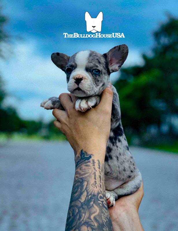 French-Bulldog-Merle-color-frenchie-thebulldoghouseusa-usa-akc-doggystyle