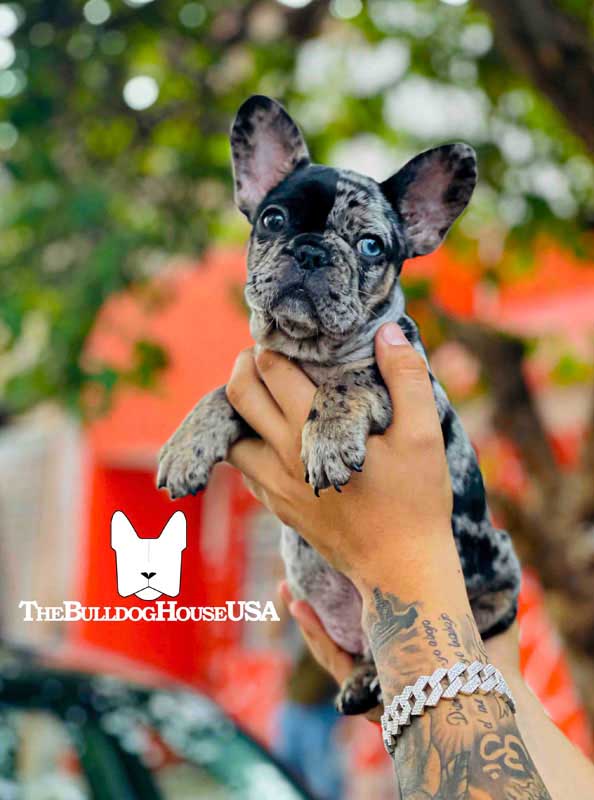 French-Bulldog-Merle-color-frenchie-thebulldoghouseusa-usa-akc-exotic-dogs