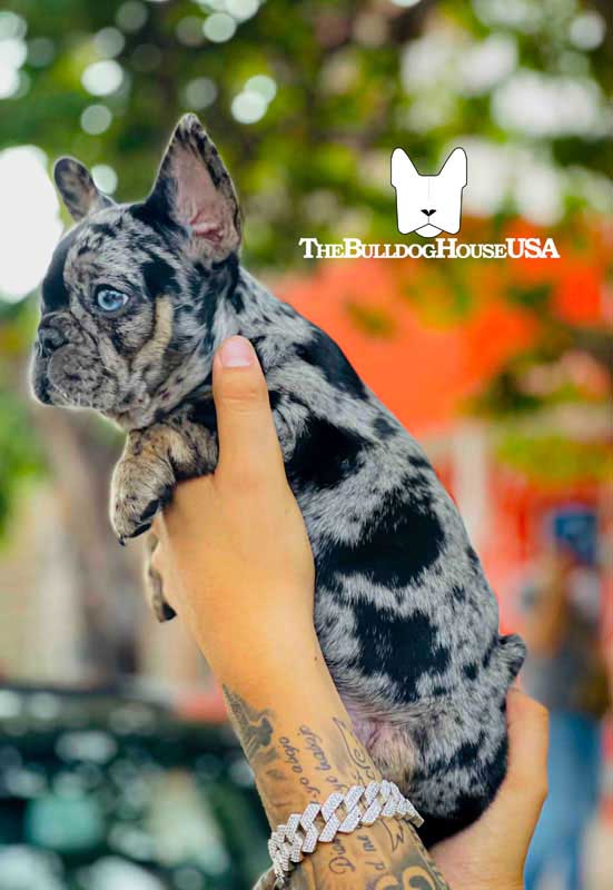 French-Bulldog-Merle-color-frenchie-thebulldoghouseusa-usa-akc-exotic-pet