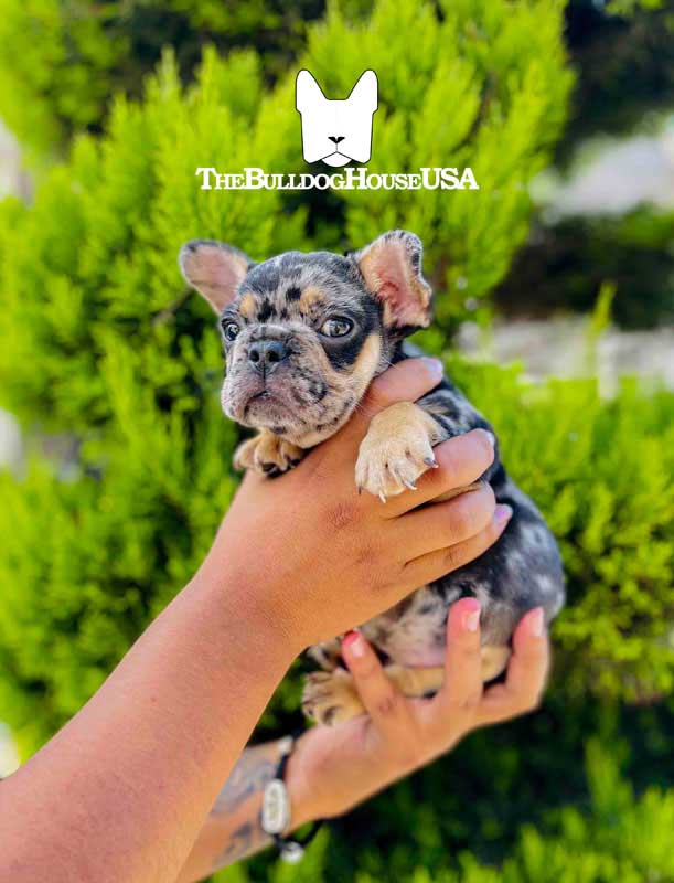 French-Bulldog-Merle-color-frenchie-thebulldoghouseusa-usa-akc-pet-exotic