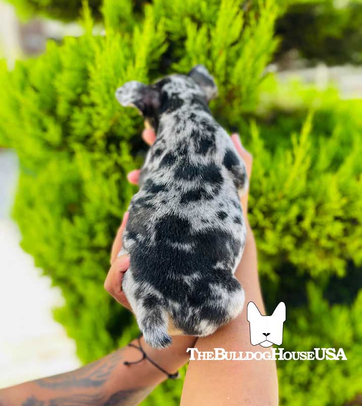 French-Bulldog-Merle-color-frenchie-thebulldoghouseusa-usa-akc-pet-exotics