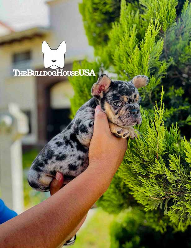 French-Bulldog-Merle-color-frenchie-thebulldoghouseusa-usa-akc-pet-merleandtan