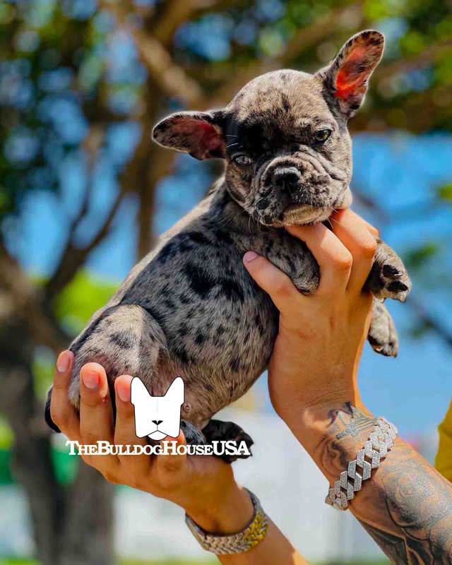 French-Bulldog-Merle-color-frenchie-thebulldoghouseusa-usa-akc-pet