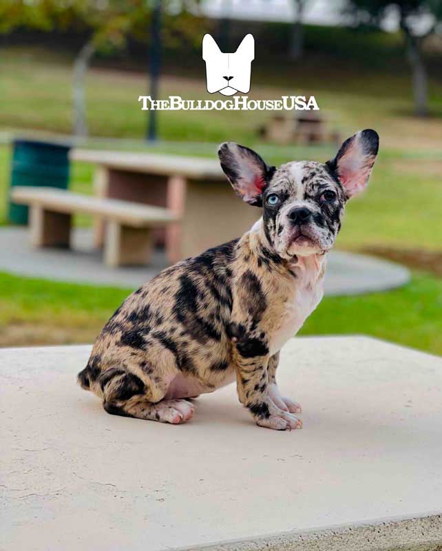 French-Bulldog-Merle-color-frenchie-thebulldoghouseusa-usa-akc-petcenter