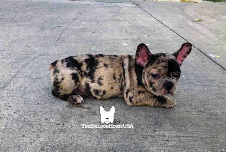 French-Bulldog-Merle-color-frenchie-thebulldoghouseusa-usa-akc-pets