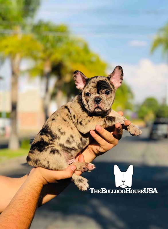 French-Bulldog-Merle-color-frenchie-thebulldoghouseusa-usa-akc-pets-forsale