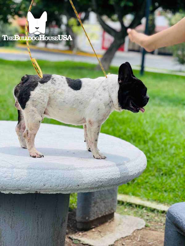 French-Bulldog-Pied-color-white-thebulldoghouseusa-usa-dogs-frenchie-adult