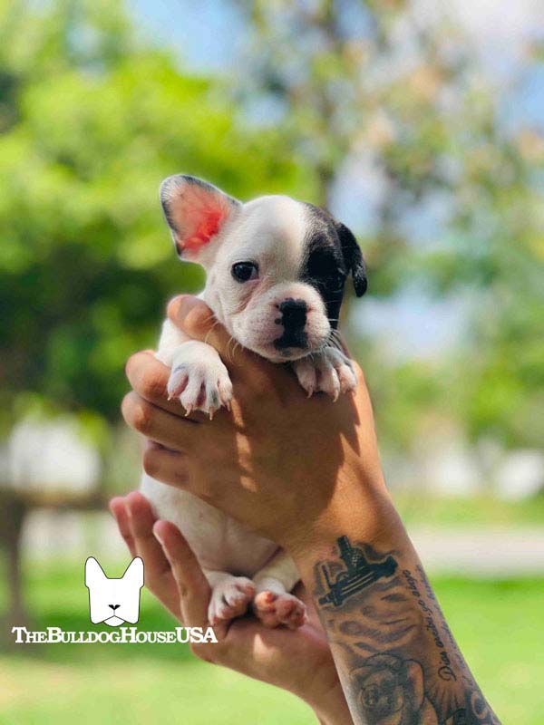 French-Bulldog-Pied-color-white-thebulldoghouseusa-usa-dogs-frenchie-puppies