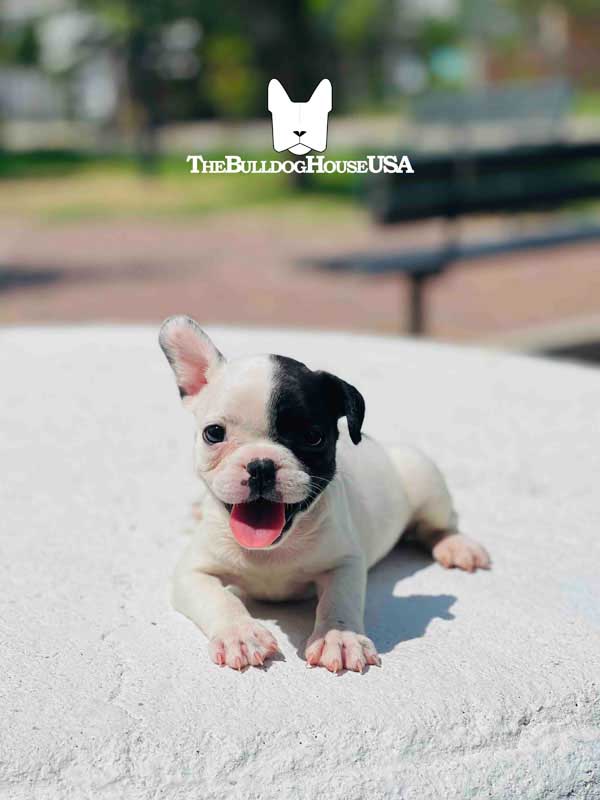 French-Bulldog-Pied-color-white-thebulldoghouseusa-usa-dogs-frenchie-puppy