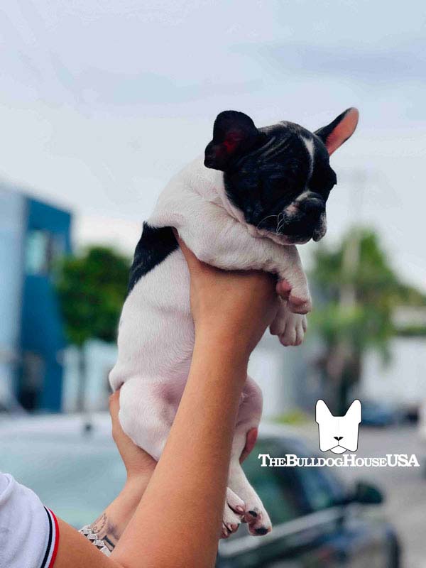 French-Bulldog-Pied-color-white-thebulldoghouseusa-usa-dogs-frenchie