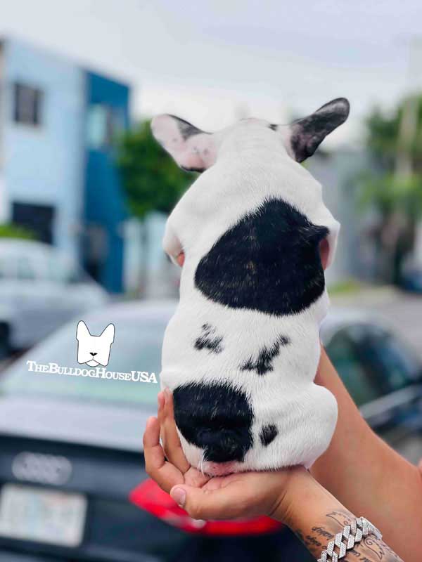 French-Bulldog-Pied-color-white-thebulldoghouseusa-usa-dogs-frenchies