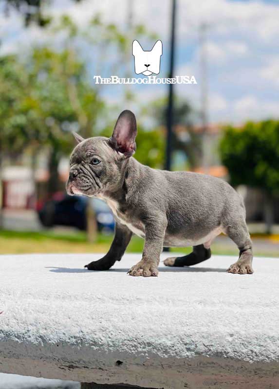 French-Bulldog-blue-color-thebulldoghouseusa-usa-frenchie-akc-pet