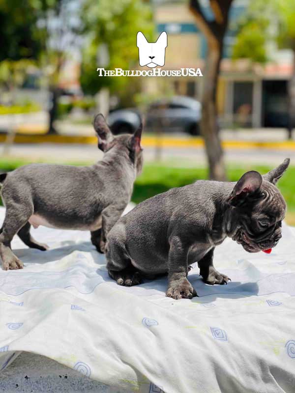 French-Bulldog-blue-color-thebulldoghouseusa-usa-frenchie-akc-petco