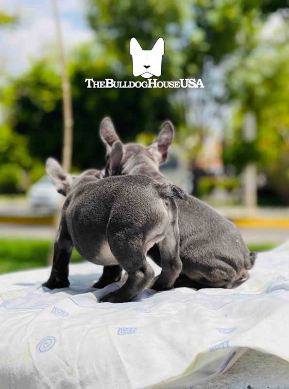 French-Bulldog-blue-color-thebulldoghouseusa-usa-frenchie-akc-pets