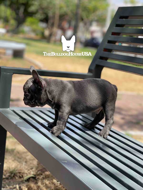 French-Bulldog-blue-color-thebulldoghouseusa-usa-frenchie-akc-puppies