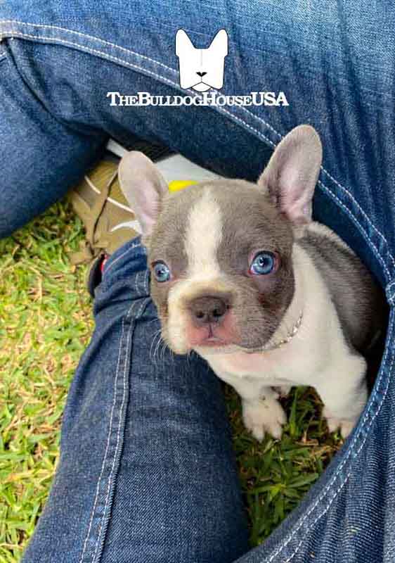 French-Bulldog-blue-color-thebulldoghouseusa-usa-frenchie-akc-puppy-california-texas-miami