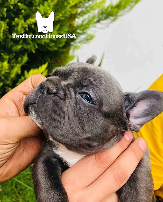 French-Bulldog-blue-color-thebulldoghouseusa-usa-frenchie-akc-puppy-california-texas