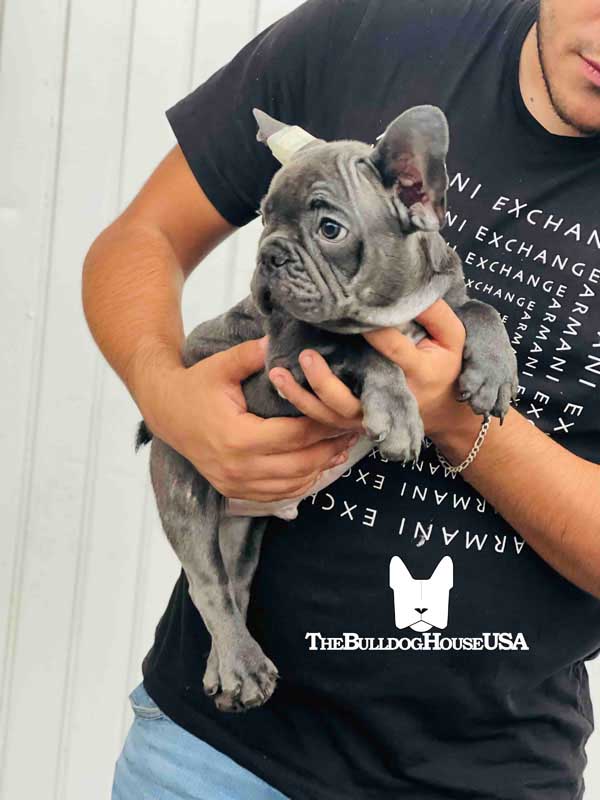 French-Bulldog-blue-color-thebulldoghouseusa-usa-frenchie-akc-puppy-california