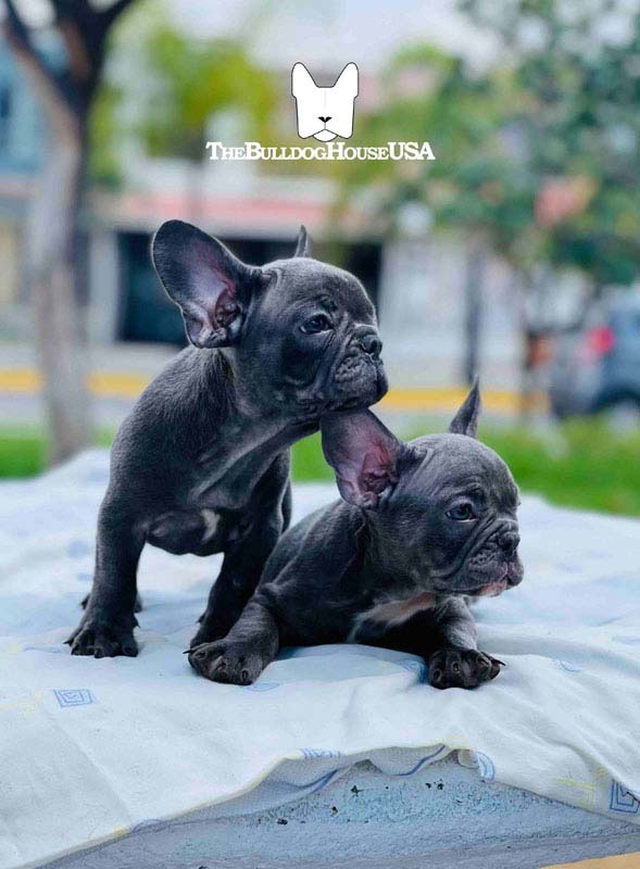 French-Bulldog-blue-color-thebulldoghouseusa-usa-frenchie-akc-puppy