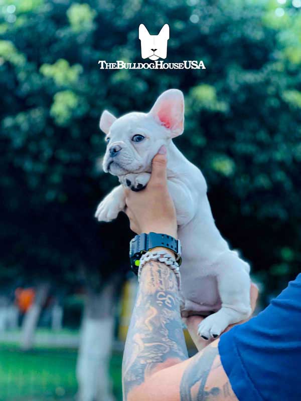 French-Bulldog-cream-color-thebulldohouseusa-usa-akc