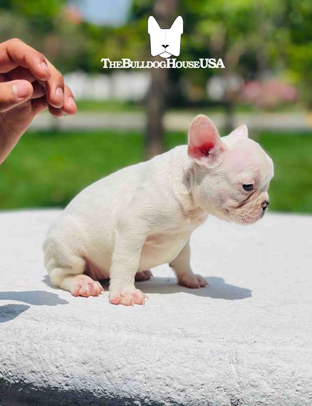 French-Bulldog-cream-color-thebulldohouseusa-usa-akc-dog